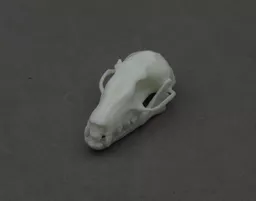 Fruit Bat 2.jpg