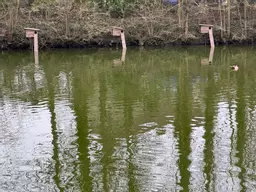Pole Duck Nest Boxes times three.jpg