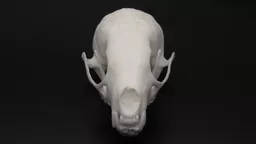 Pine Martin Skull 2.jpg