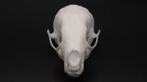 Pine Martin Skull 2.jpg