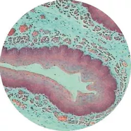 FINHC1006575.png