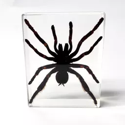 Large Spider 1.jpg