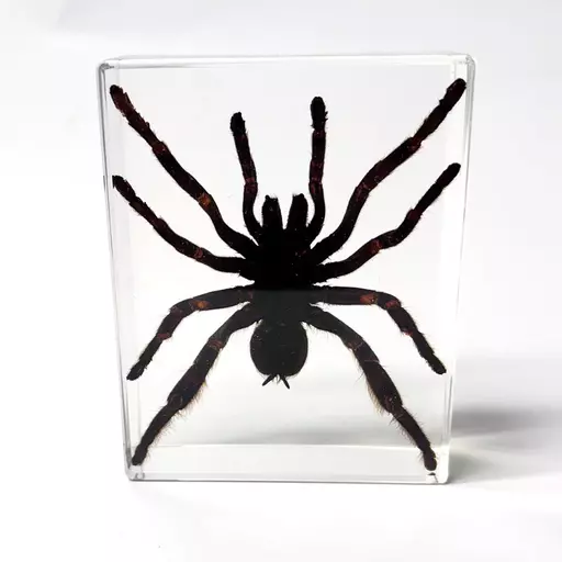 Large Spider