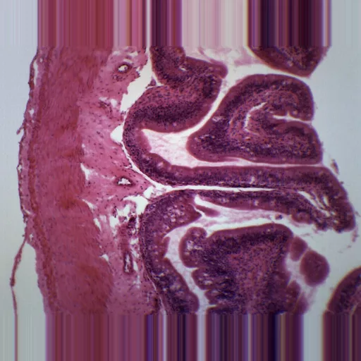 Prepared slide, intestine, T.S.