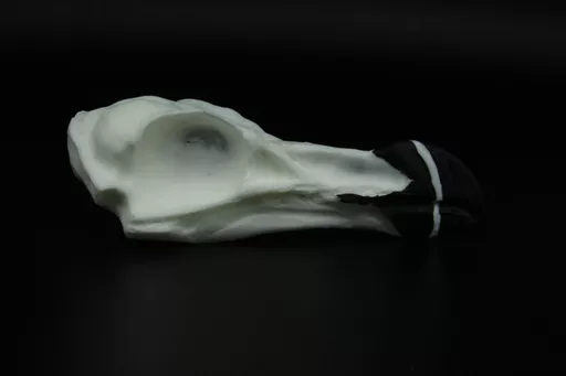 Razorbill 1.jpg