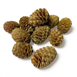 Sabulosum.jpg