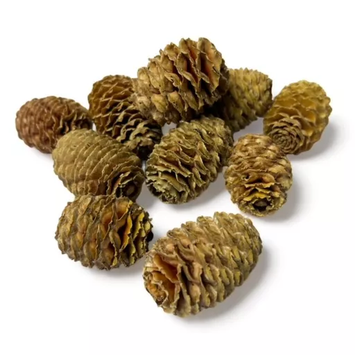 Sabulosum.jpg