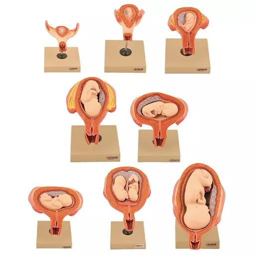 Philip Harris Period of Gestation Model Set
