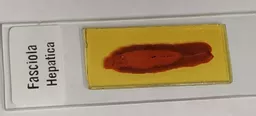 8070901.jpg