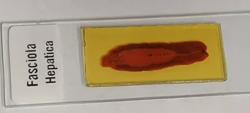 8070901.jpg