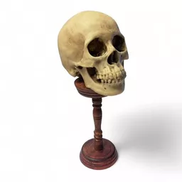 Skull on Stand 2.jpg