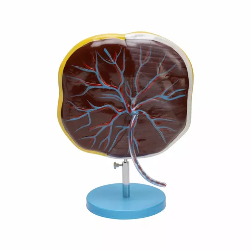 PLACENTA MODEL