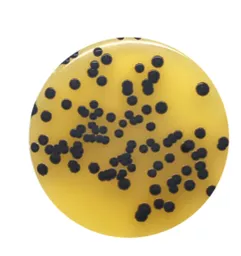 1651653993dafd73d2cf6279ef9500d4a589c6f954.PNG?