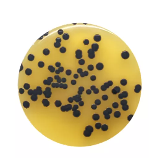 1651653993dafd73d2cf6279ef9500d4a589c6f954.PNG?