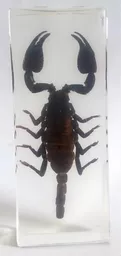 K20341    Black Scorpion.jpg