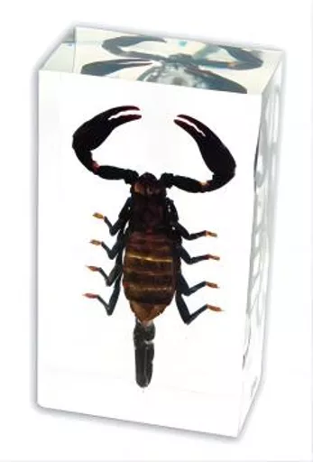 K20241  Black Scorpion.jpg