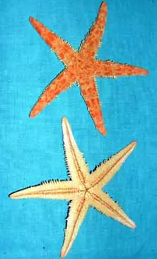 https://starbek-static.myshopblocks.com/images/tmp/se_115a_starfish2.8.jpg
