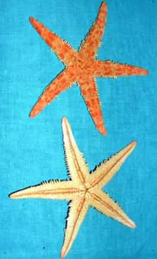 https://starbek-static.myshopblocks.com/images/tmp/se_115a_starfish2.8.jpg