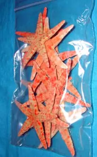 https://starbek-static.myshopblocks.com/images/tmp/se_115b_starfish2.8.jpg
