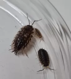 woodlice-close-up.jpg