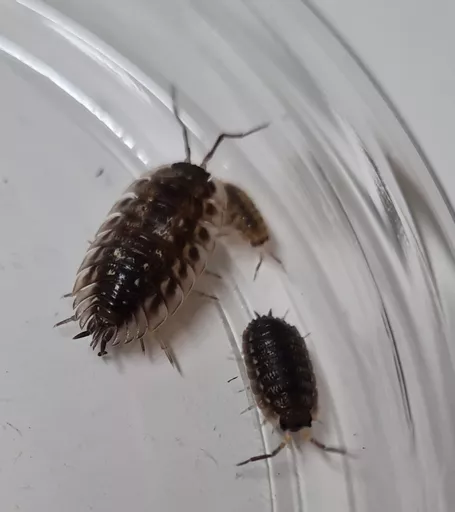 woodlice-close-up.jpg