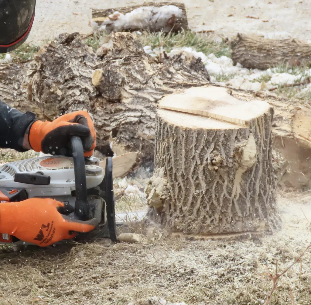 Is Stump Grinding Worth It? A Guide for Cheshire Homeowners