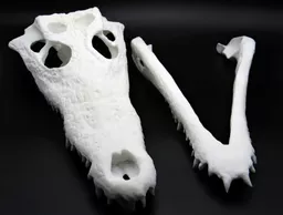 Crocodile Skull 4.jpg