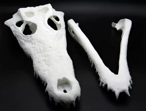 Crocodile Skull 4.jpg