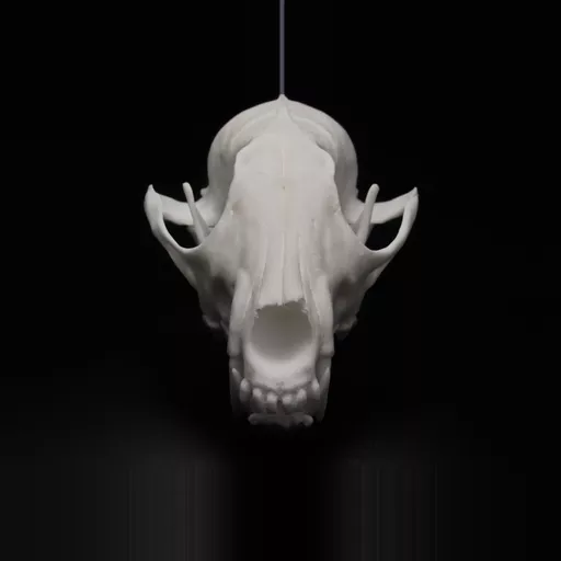 Replica Red Fox Skull
