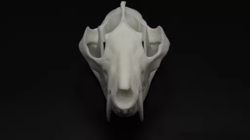 Opossum 3.jpg