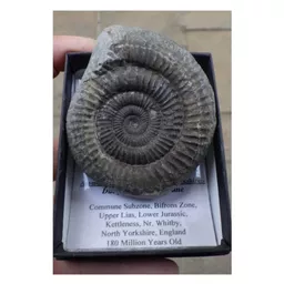 Ammonite.jpg