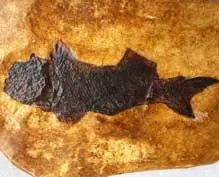 Large Fish Fossil Cast | Starbeck Education