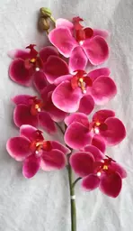 https://starbek-static.myshopblocks.com/images/tmp/nt_191_smphalaenopsis_650a.jpg