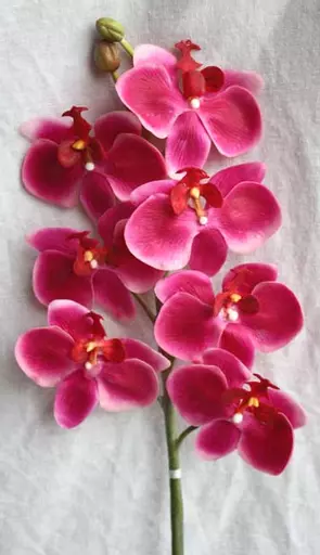 https://starbek-static.myshopblocks.com/images/tmp/nt_191_smphalaenopsis_650a.jpg