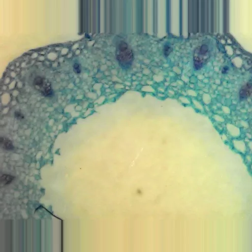 MICROSCOPE SLIDE - Ranunculus T.S. stem