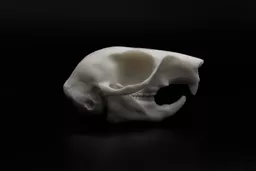 Squirre; 1.jpg