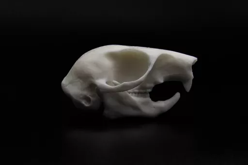 Squirre; 1.jpg