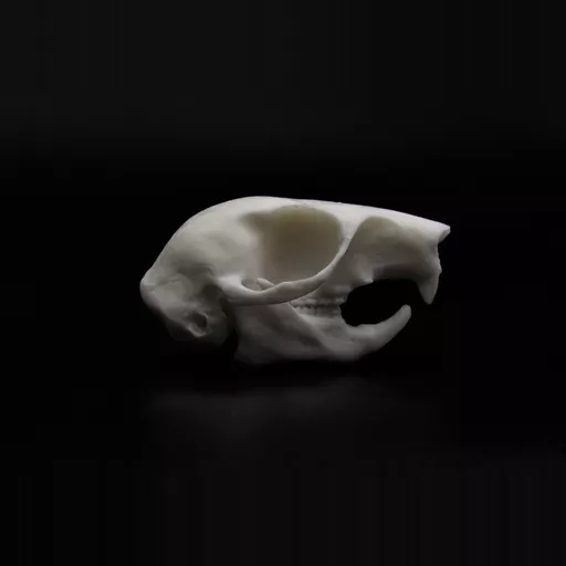 Replica Grey Squirrel Skull