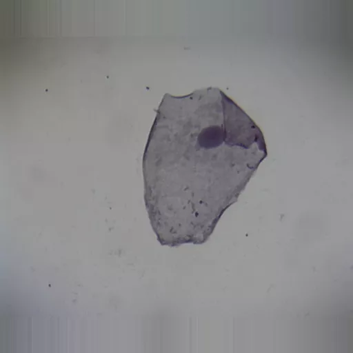Philip Harris Prepared Microscope Slide - Buccal Smear - Squamous Epithelium