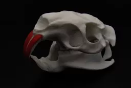 Coypu 2.jpg