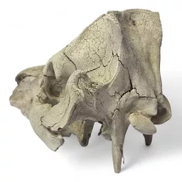 sheep skull 4.jpg
