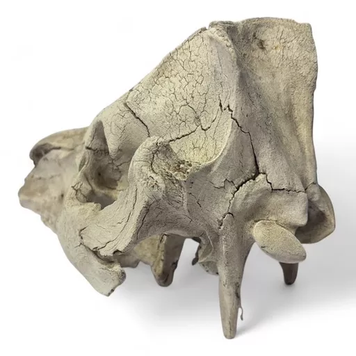 sheep skull 4.jpg