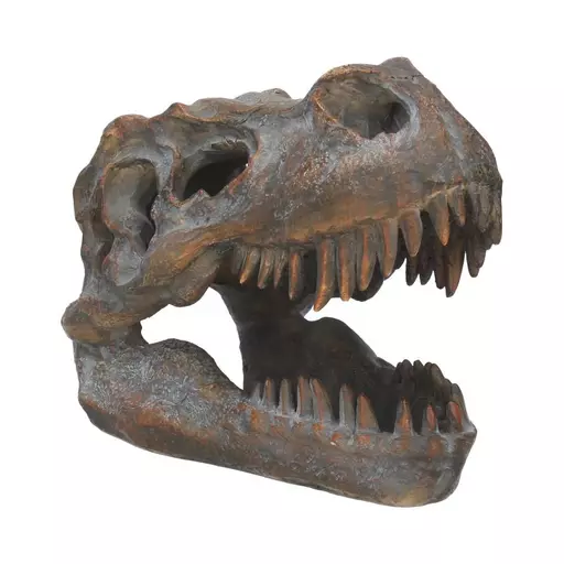 Small Tyrannosaurus Rex Skull