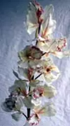 https://starbek-static.myshopblocks.com/images/tmp/nt_202_orchidbr177.jpg