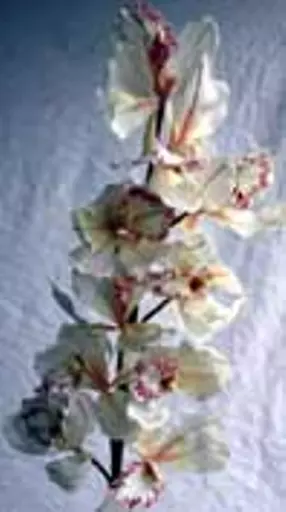 https://starbek-static.myshopblocks.com/images/tmp/nt_202_orchidbr177.jpg