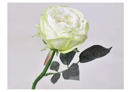 tea rose - green-white.jpg