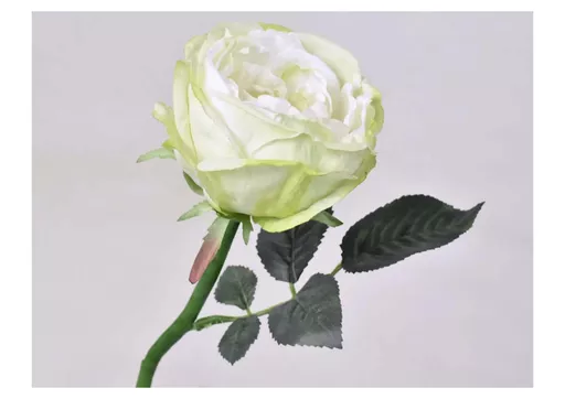 tea rose - green-white.jpg