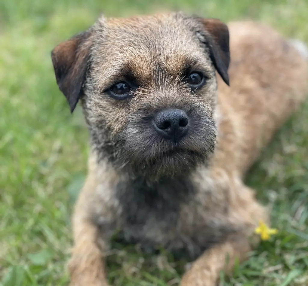 Rosie - Border Terrier