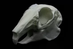 Rabbit Skull 2.jpg