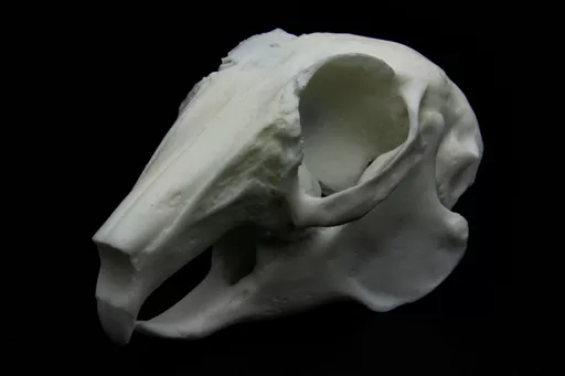 Rabbit Skull 2.jpg